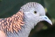 Bar-shouldered Dove (Geopelia humeralis)